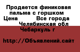 Продается финиковая пальма с горшком › Цена ­ 600 - Все города  »    . Челябинская обл.,Чебаркуль г.